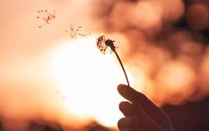 Preview wallpaper dandelion, hand, sunset, blur, dusk