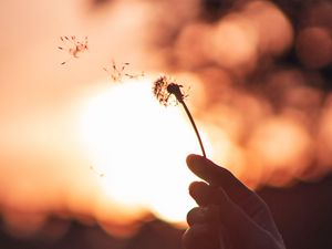 Preview wallpaper dandelion, hand, sunset, blur, dusk