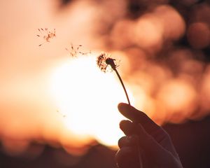 Preview wallpaper dandelion, hand, sunset, blur, dusk