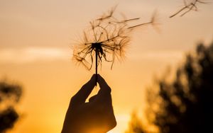 Preview wallpaper dandelion, hand, sunset, dusk, summer