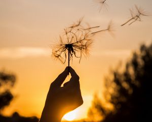 Preview wallpaper dandelion, hand, sunset, dusk, summer