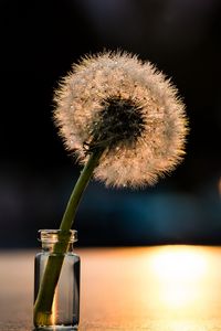 Preview wallpaper dandelion, light, close-up