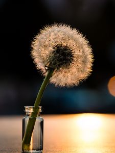 Preview wallpaper dandelion, light, close-up