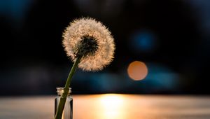 Preview wallpaper dandelion, light, close-up