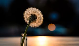 Preview wallpaper dandelion, light, close-up