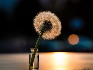 Preview wallpaper dandelion, light, close-up