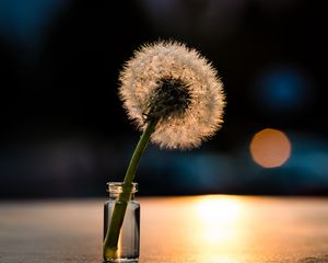 Preview wallpaper dandelion, light, close-up