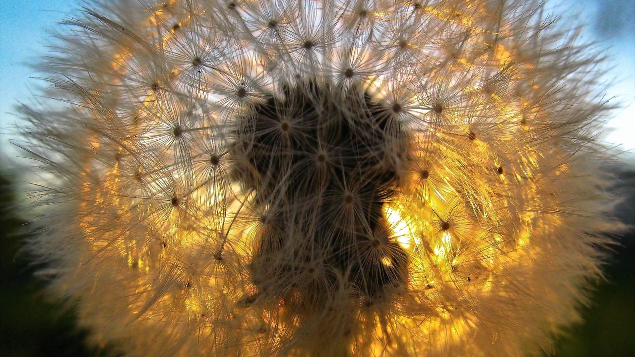 Wallpaper dandelion, light, fluff hd, picture, image