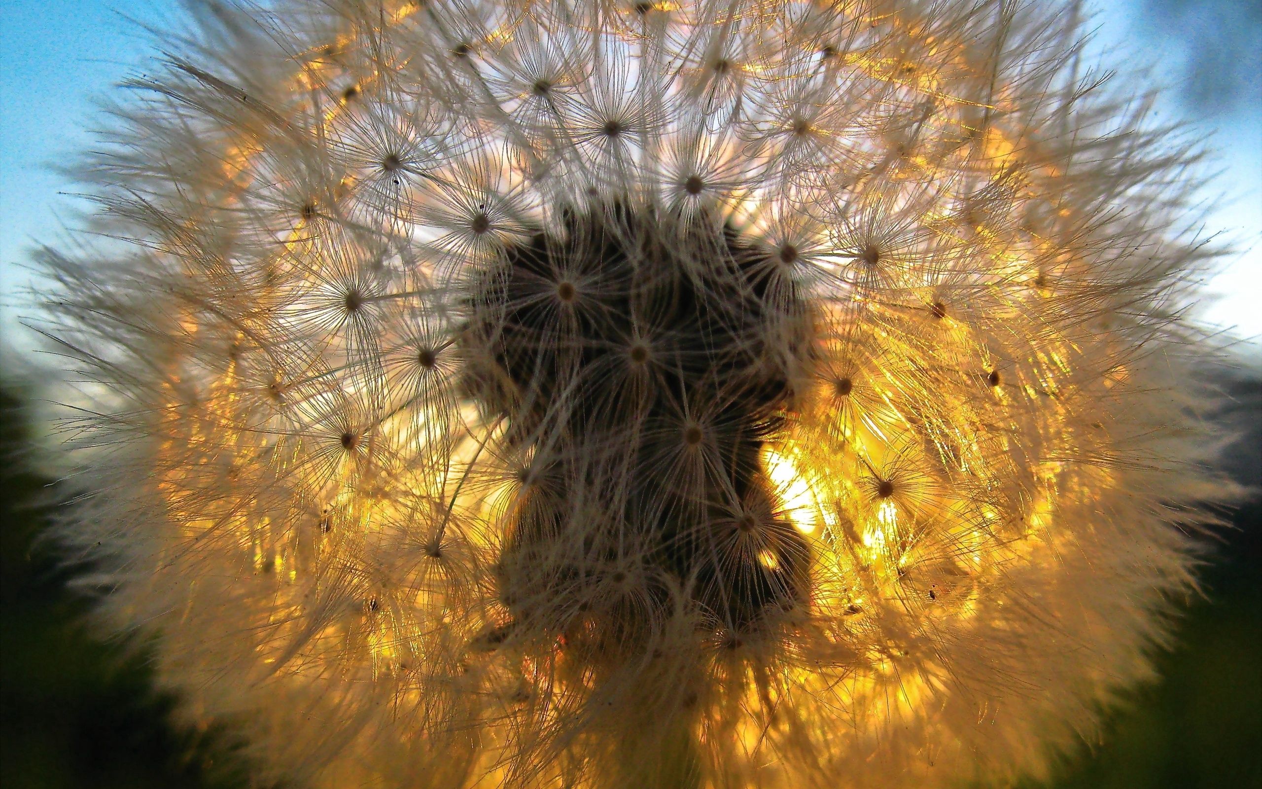 Download wallpaper 2560x1600 dandelion, light, fluff hd background