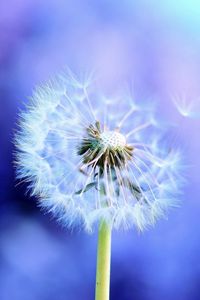 Preview wallpaper dandelion, light, flying, fog