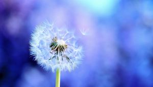 Preview wallpaper dandelion, light, flying, fog