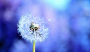 Preview wallpaper dandelion, light, flying, fog