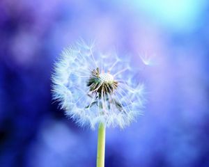 Preview wallpaper dandelion, light, flying, fog