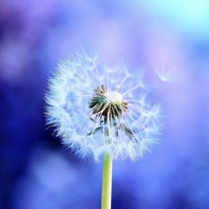 Preview wallpaper dandelion, light, flying, fog