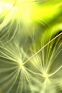 Preview wallpaper dandelion, light, leaves, plant