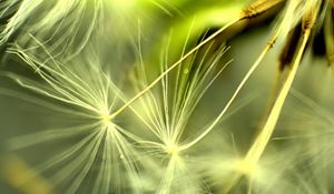 Preview wallpaper dandelion, light, leaves, plant