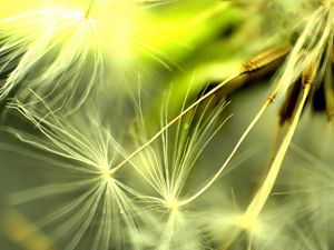 Preview wallpaper dandelion, light, leaves, plant