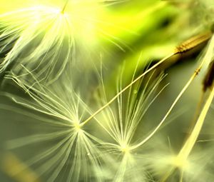 Preview wallpaper dandelion, light, leaves, plant