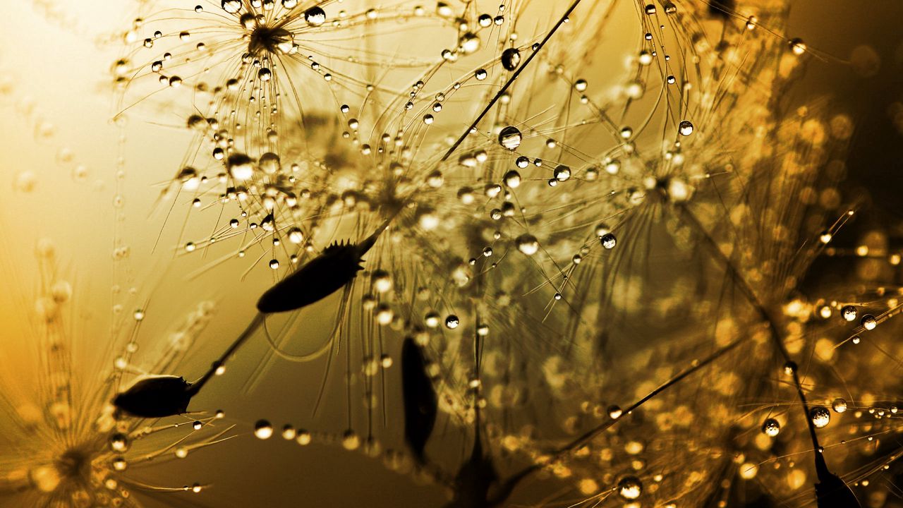 Wallpaper dandelion, light, shadow, plant, flower