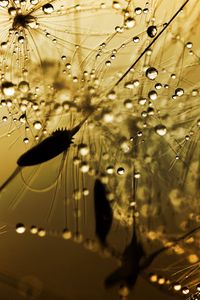 Preview wallpaper dandelion, light, shadow, plant, flower