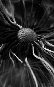 Preview wallpaper dandelion, macro, bw