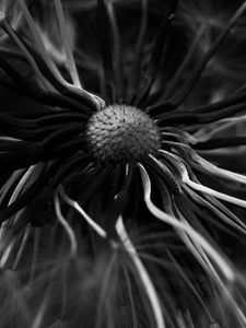 Preview wallpaper dandelion, macro, bw