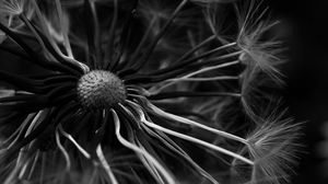 Preview wallpaper dandelion, macro, bw