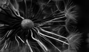 Preview wallpaper dandelion, macro, bw