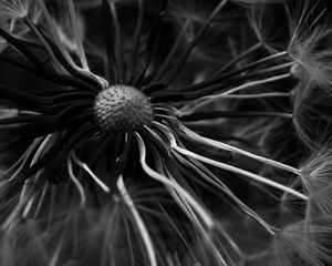 Preview wallpaper dandelion, macro, bw