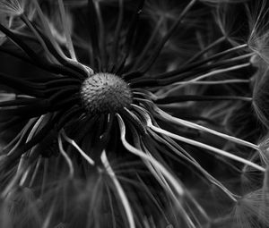 Preview wallpaper dandelion, macro, bw