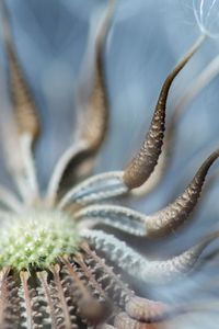 Preview wallpaper dandelion, macro, feathers, petals