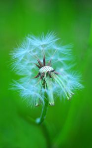 Preview wallpaper dandelion, macro, feathers, blur