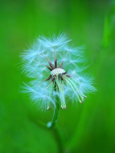 Preview wallpaper dandelion, macro, feathers, blur