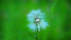 Preview wallpaper dandelion, macro, feathers, blur