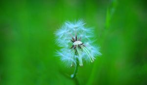 Preview wallpaper dandelion, macro, feathers, blur