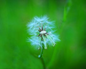 Preview wallpaper dandelion, macro, feathers, blur