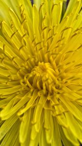 Preview wallpaper dandelion, macro, flower, yellow, petals