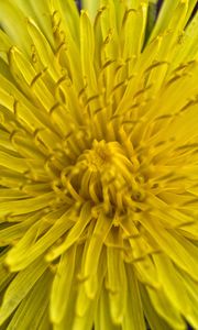 Preview wallpaper dandelion, macro, flower, yellow, petals