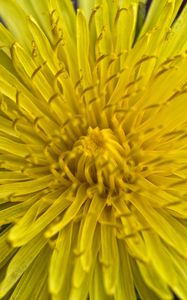 Preview wallpaper dandelion, macro, flower, yellow, petals