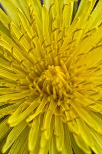 Preview wallpaper dandelion, macro, flower, yellow, petals