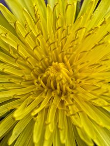 Preview wallpaper dandelion, macro, flower, yellow, petals