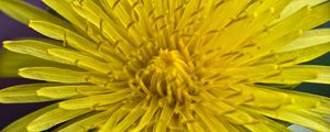 Preview wallpaper dandelion, macro, flower, yellow, petals