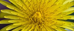 Preview wallpaper dandelion, macro, flower, yellow, petals