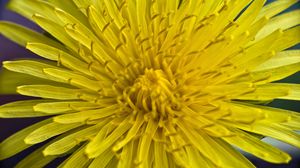 Preview wallpaper dandelion, macro, flower, yellow, petals