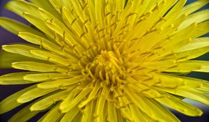 Preview wallpaper dandelion, macro, flower, yellow, petals