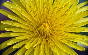 Preview wallpaper dandelion, macro, flower, yellow, petals