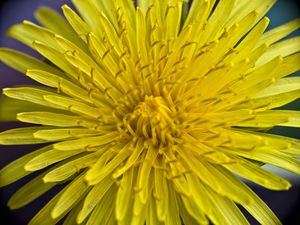 Preview wallpaper dandelion, macro, flower, yellow, petals