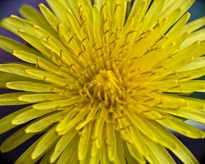 Preview wallpaper dandelion, macro, flower, yellow, petals