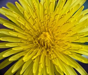 Preview wallpaper dandelion, macro, flower, yellow, petals