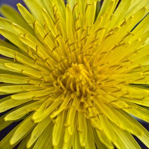 Preview wallpaper dandelion, macro, flower, yellow, petals